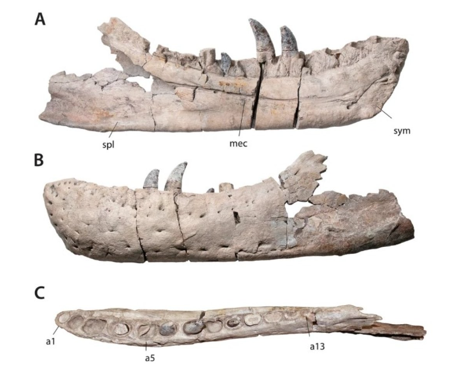 Вчені показали, як виглядав раніше невідомий вид тиранозавра (фото)